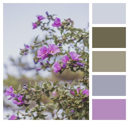 Plant Purple Flowers Nature Image